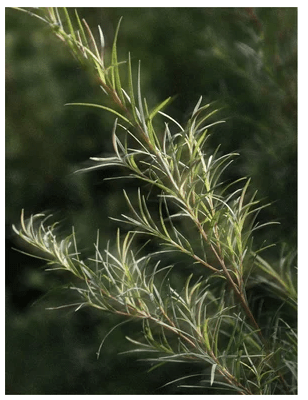 Gröna kvistar med smala nålformade blad av rosmarin, en naturlig ingrediens i hudvårdsprodukter