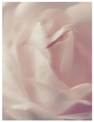 Mjuka rosa kronblad i närupptagning med dämpad ljus belysning, symboliserar naturlig hudvård