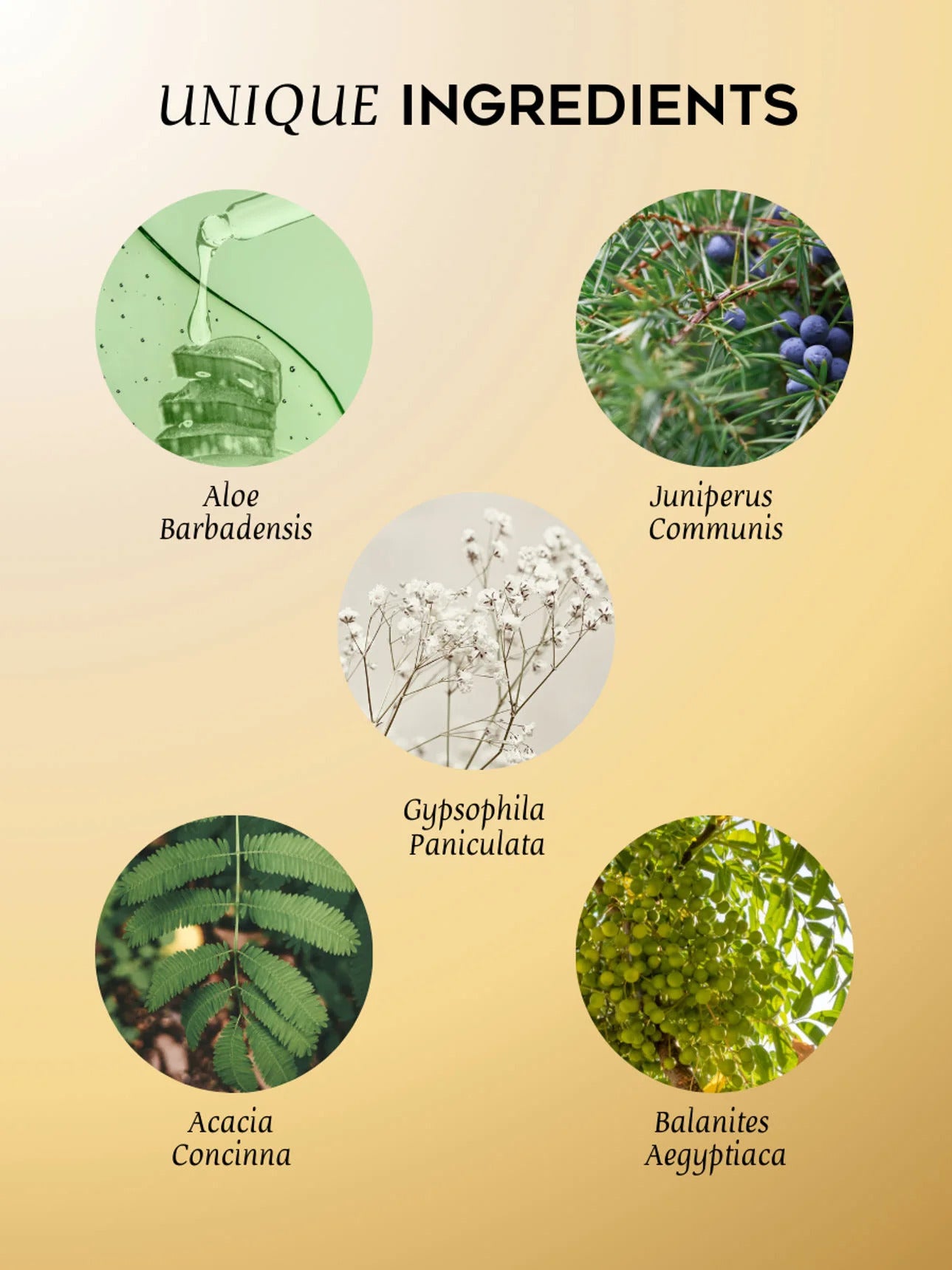 Fem naturliga ingredienser för hudvård: aloe vera blad, juniperbär, gypsophila blommor, acacia blad och balanites frukter