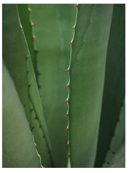 Gröna aloe vera-blad med röda taggar längs kanterna, naturlig ingrediens i Retinol Alternative Moisturiser