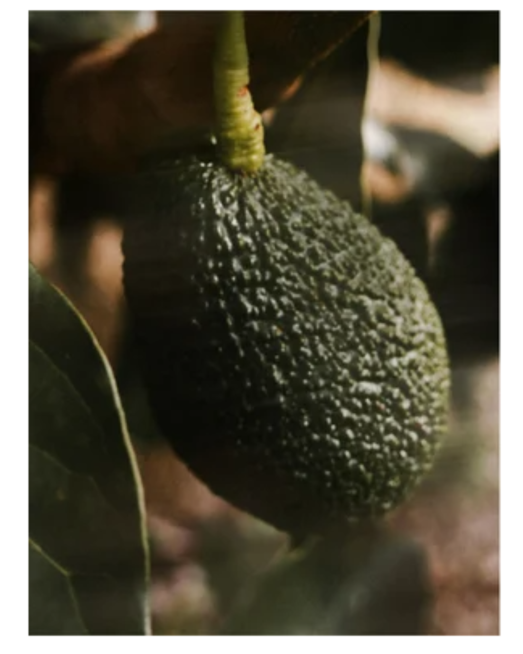 Vitamin C Serum, 30 ml