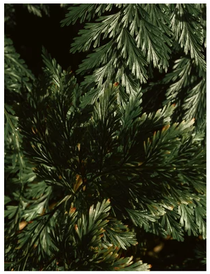 2-in-1 Hair &amp; Body Wash for men, 490 ml