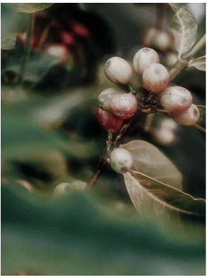 Caffeine Gel Booster, 30 ml