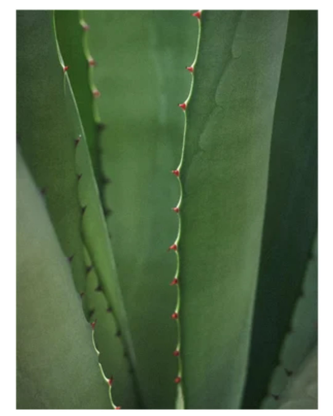 Kosteuttava hoitoaine, 290 ml