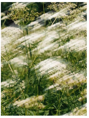 Moisturizing Day Cream, 15 ml