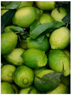 Färska gröna citroner med blad - naturliga ingredienser för 3-in-1 Anti-Aging Ögonkräm för Män hudvård