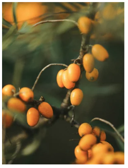 Kaksivaiheinen meikinpoistoaine hajusteeton, 200ml