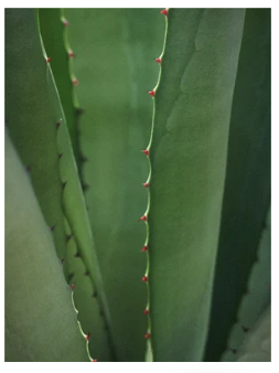 Retinol Alternative Moisturiser, 50 ml