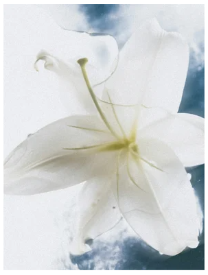 Kroppslotion Torr och Känslig Hud - Lugnande Bodylotion med Sheasmör, 190 ml