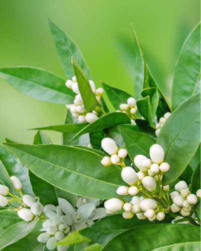 C- & E-vitaminkomplex med neroli