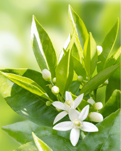 Vita neroliblommor med gröna blad i solljus, symboliserar Neroli Rengöringskräm med Vitamin C & E naturliga ingredienser